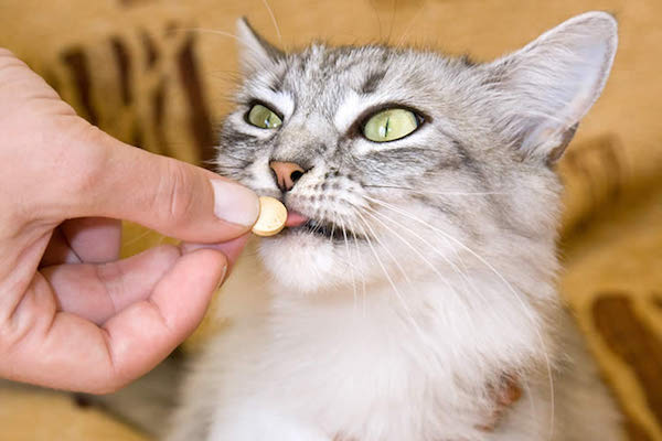 Cómo dar una pastilla a mi gato